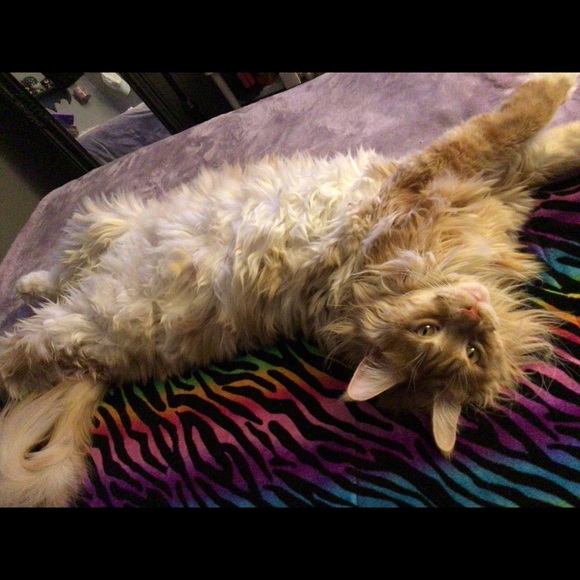 About Lauren 🧡 - Picture 5 of 6